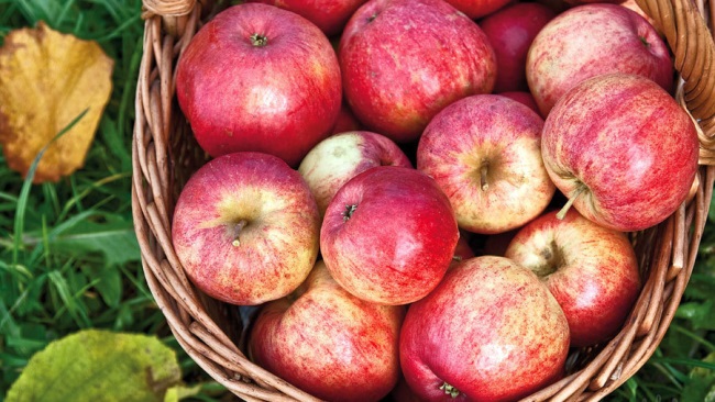 Польза яблок гренни смит